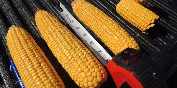 Four cobs of corn being measured and the kernels being counted for yield estimates in the fall.