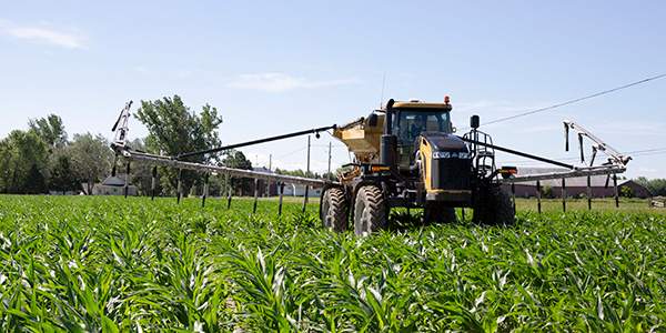 Custom application rogator sprayer in a field of corn with its boom half extended.