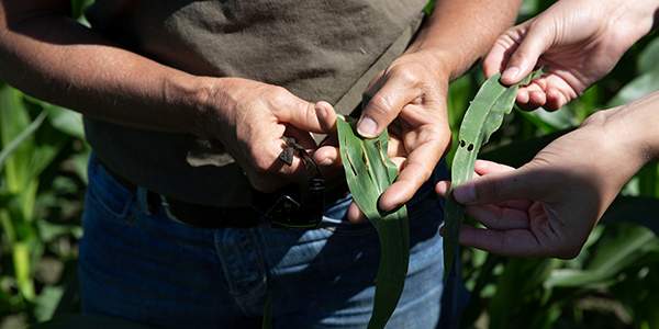 Deux ensembles de mains tenant des feuilles de maïs vérifiant les problèmes de croissance.
