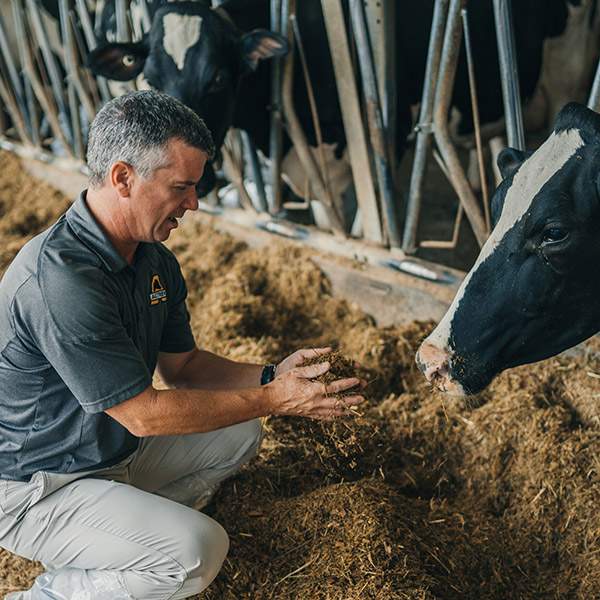Mario Leclerc crouched down examining some feed with a Holstein cow watching him.