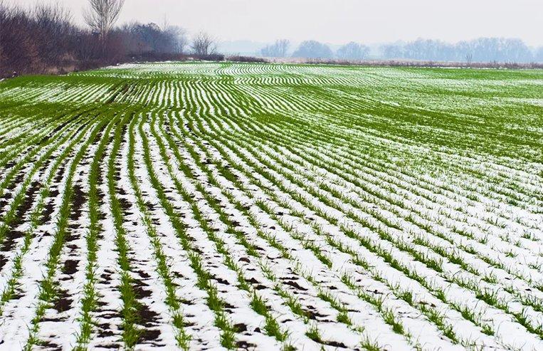 Winter Wheat field with some growth and some snow on the ground