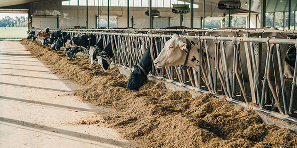 À l'intérieur d'une étable laitière, les vaches font la queue le long de la clôture pour manger.