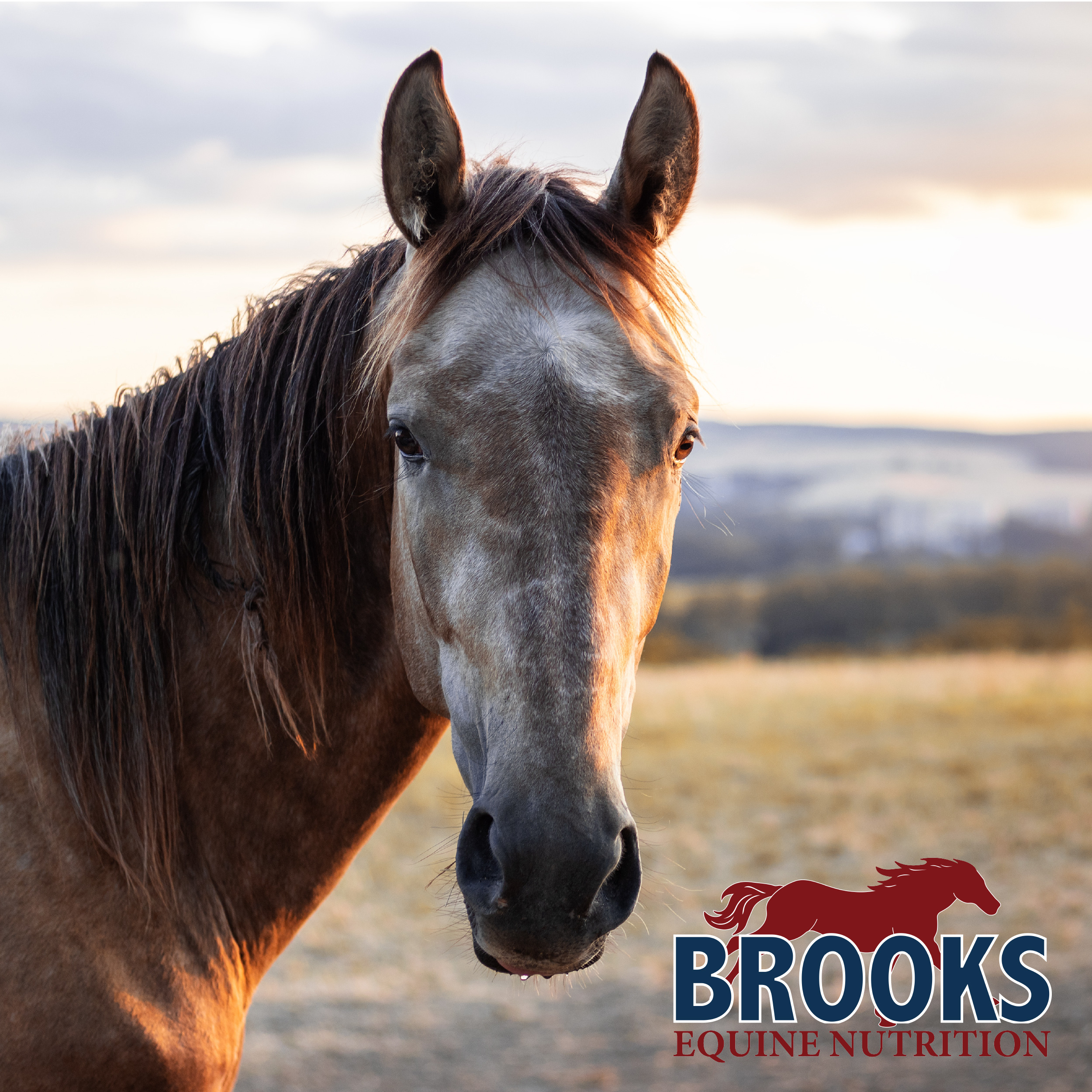 Horse in barn